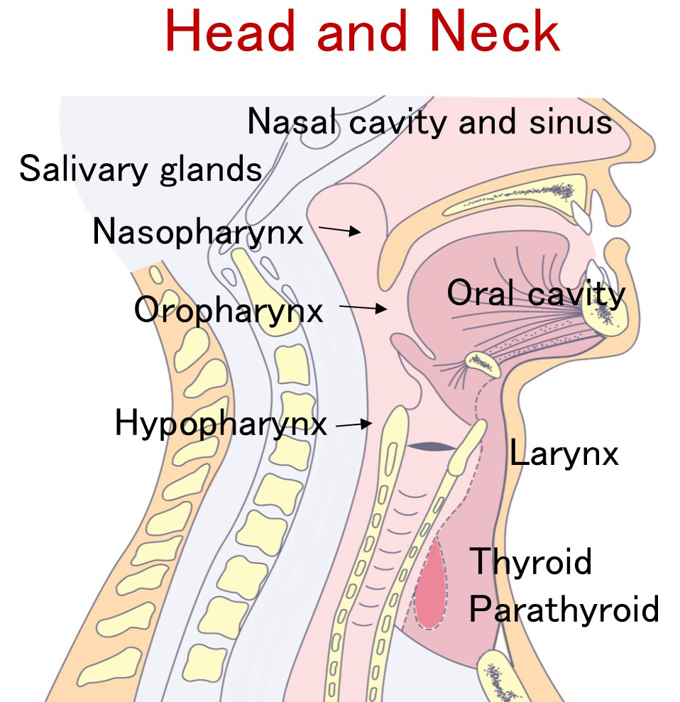 Head & Neck Cancer