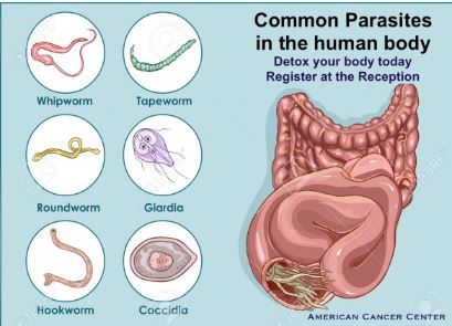 Parasites in the human body